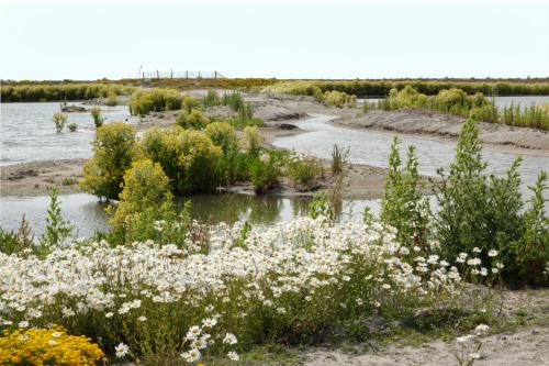 Marker Wadden