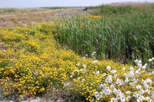 Marker Wadden