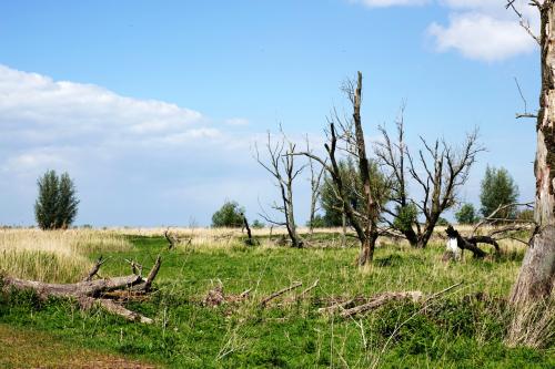 Oostvaardersplassen