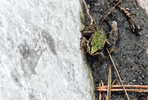 Groene kikkertje