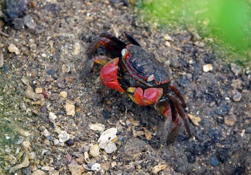 Mangrove Krab 