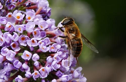 Vlinderstruik Hommel 