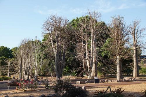 Baobab