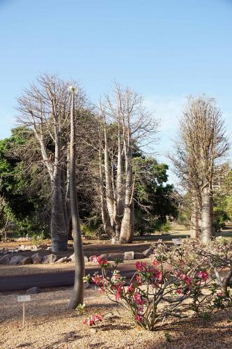 Baobab bomen