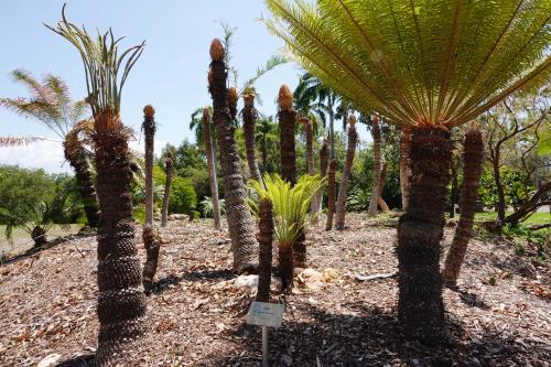 Cycad Armstrongii 