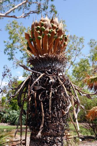 Cycad Armstrongii 