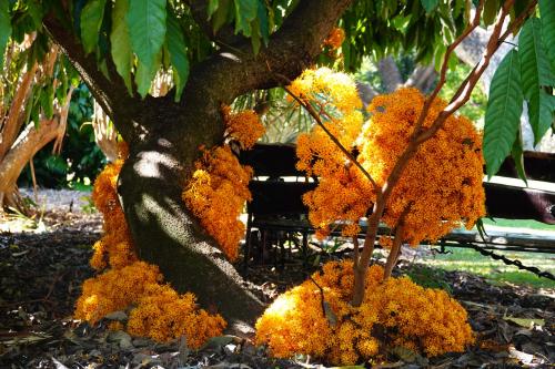 Yellow Saraca