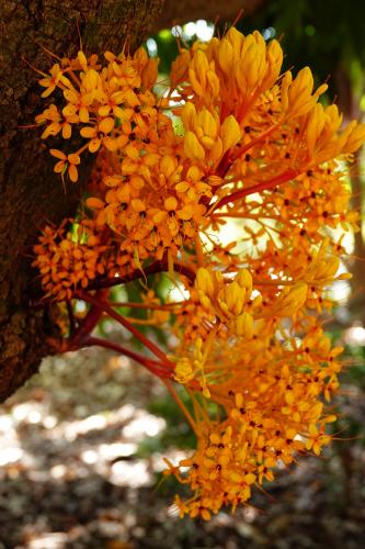 Yellow Saraca