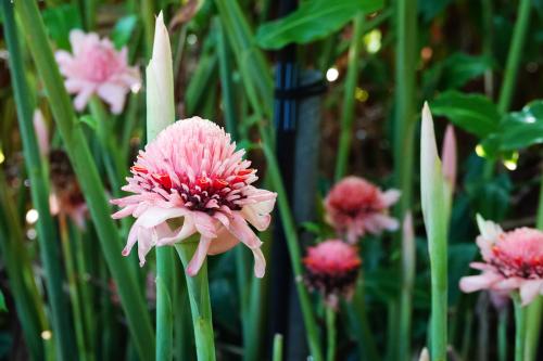  Torch ginger