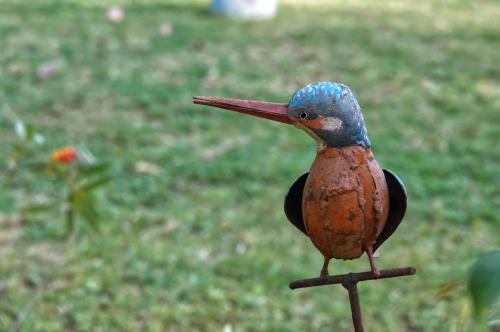 IJsvogel met een knipoog