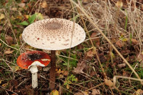 Paddenstoelen