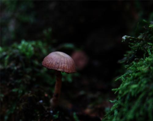 Bloedsteelmycena