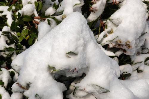 Spookje in sneeuw