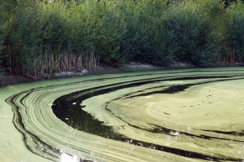 Swimming pool of the birdsAlgengroei