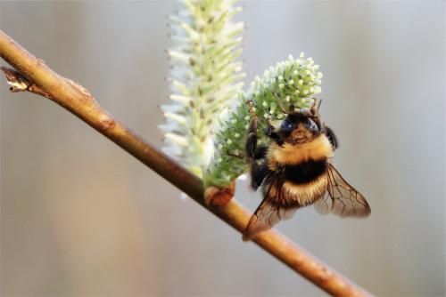 Hommel