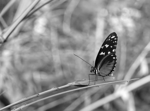 Vlinder in zwart wit