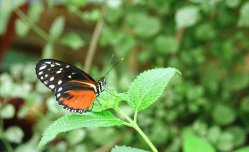 Vlinder uit familie nymphalidae