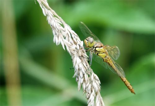 Heidelibel