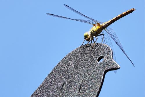 Bruinrode heidelibel