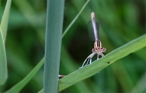 Blauwe breedscheenjuffer