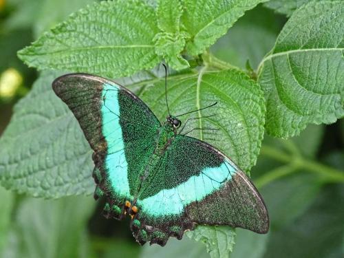 Papilio blumei 