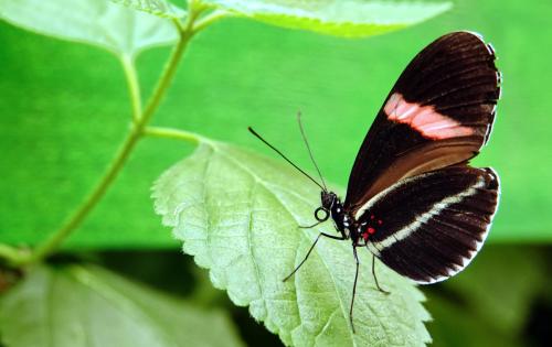 Heliconius melpomene