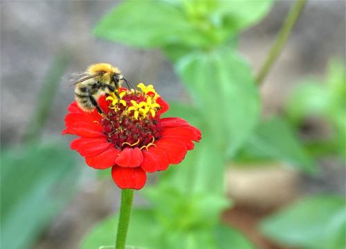 Akkerhommel op zinnia