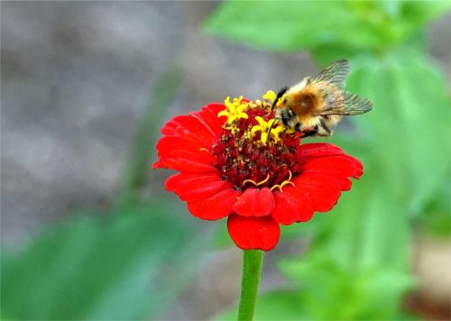 Akkerhommel op zinnia