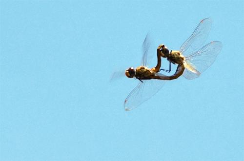 Libellen in vlucht