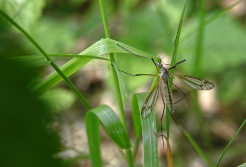 Tipula 