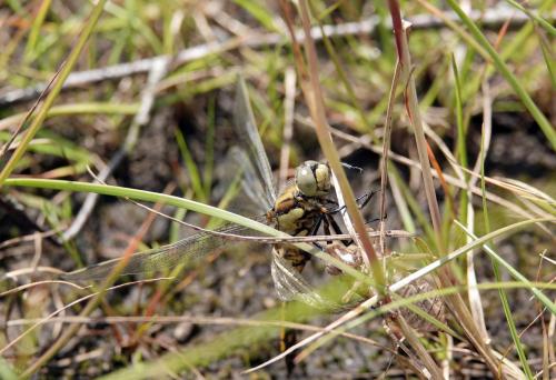 Libelle net uitgeslopen