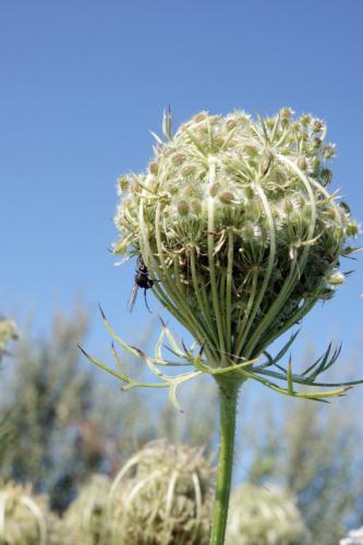 Onbekend insect