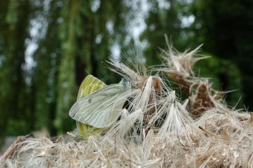 Geaderde witjes