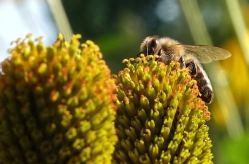 Honingbij op rudbeckia