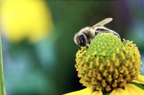 Honingbij op rudbeckia