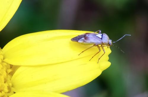 Plantenwants (lygus punctatus )