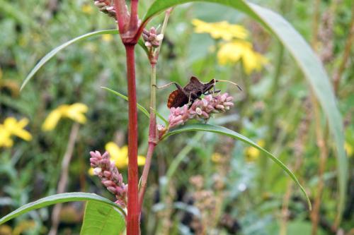 Zuringwants wilde bloemen