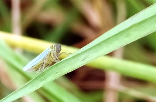 Groene weidecicade