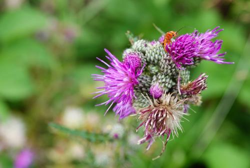 Soldaatje distel