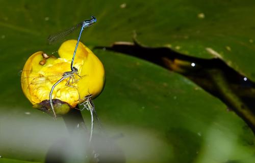 Watersnuffel