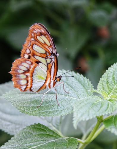 Vlinder uit familie nymphalidae