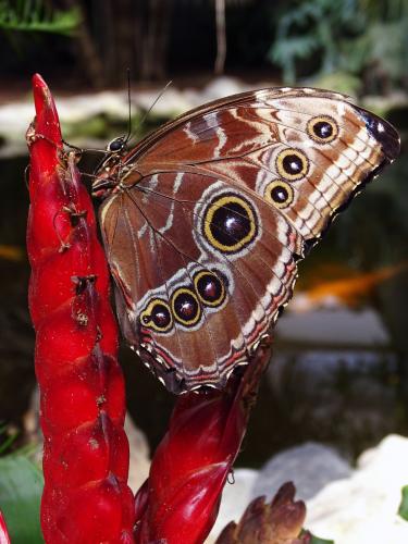 Blauwe morpho vlinder