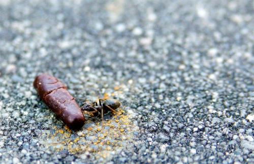 Mier snoept van hagel