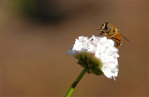 Hommel 