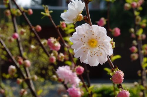 Bloesem prunus