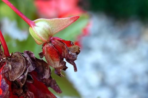 Begonia