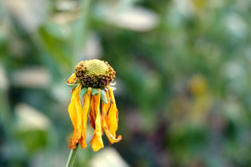 Rudbeckia