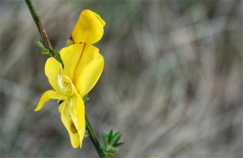 Bloemetje brem 