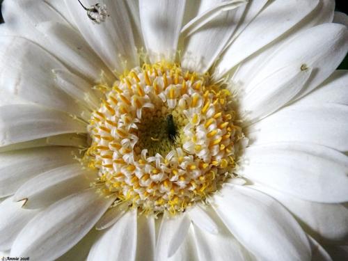 Gerbera