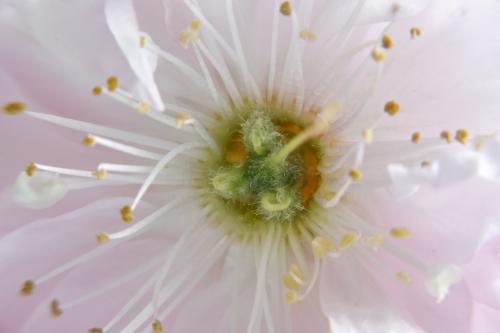 Prunus bloesem 